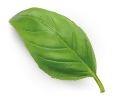 foglia